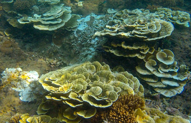 Đề xuất cơ chế đặc thù cho công viên địa chất Lý Sơn - Bình Châu ảnh 1