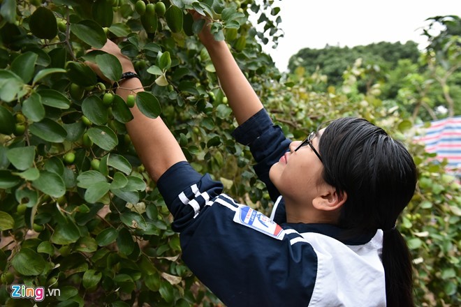 10.000 đồng một lượt vé vào vườn táo 60 năm tuổi ảnh 1