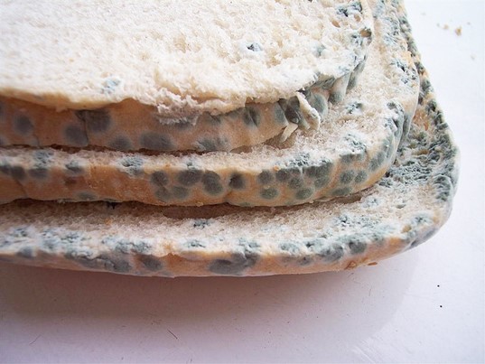 Những vi khuẩn gây nhiễm trùng đường tiêu hóa trong thức ăn ảnh 1