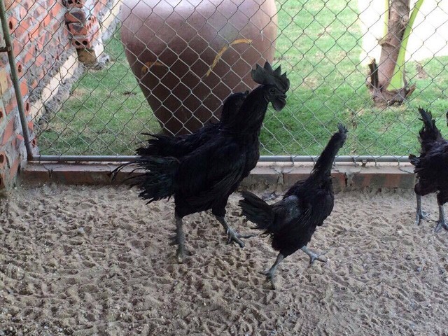 Đại gia lùng mua gà đen Indonesia để cầu may ảnh 1