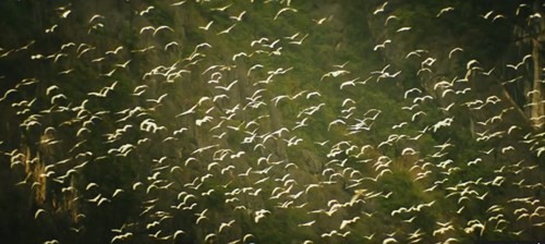 Những kỳ quan Việt Nam xuyên suốt siêu phẩm Kong ảnh 4