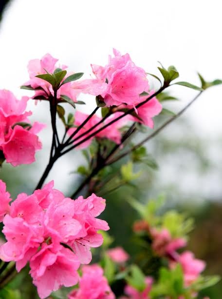 Sun World Fansipan Legend: Đỗ quyên Hoàng Liên đã vào mùa ảnh 3