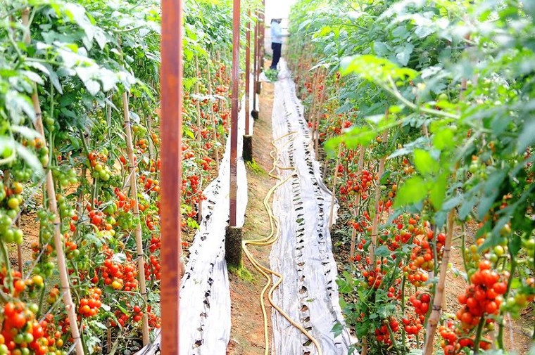 Vingroup ký thỏa thuận hợp tác với 500 hộ sản xuất ảnh 1