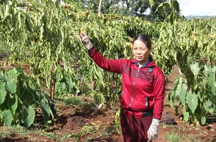 Thương lái 'bỏ bom' khiến hàng tấn bí vứt đầy đường ảnh 1