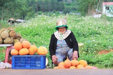 Thương lái 'bỏ bom' khiến hàng tấn bí vứt đầy đường ảnh 2