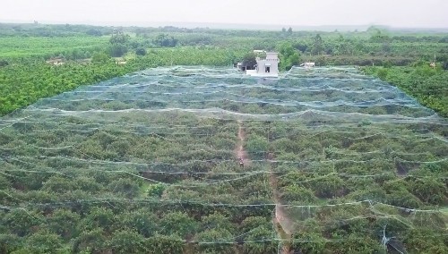 Mỗi ha nhãn xuồng cơm vàng Vũng Tàu lãi gần 250 triệu ảnh 1