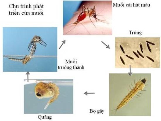 Nhận biết và phòng chống muỗi vằn Aedes truyền bệnh sốt xuất huyết ảnh 1