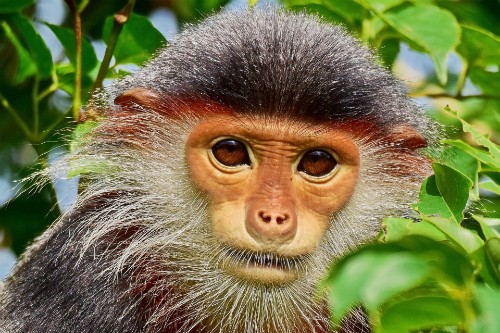 Đà Nẵng hứa cắt dự án ở khu vực 'nhạy cảm quốc phòng' trên Sơn Trà ảnh 2