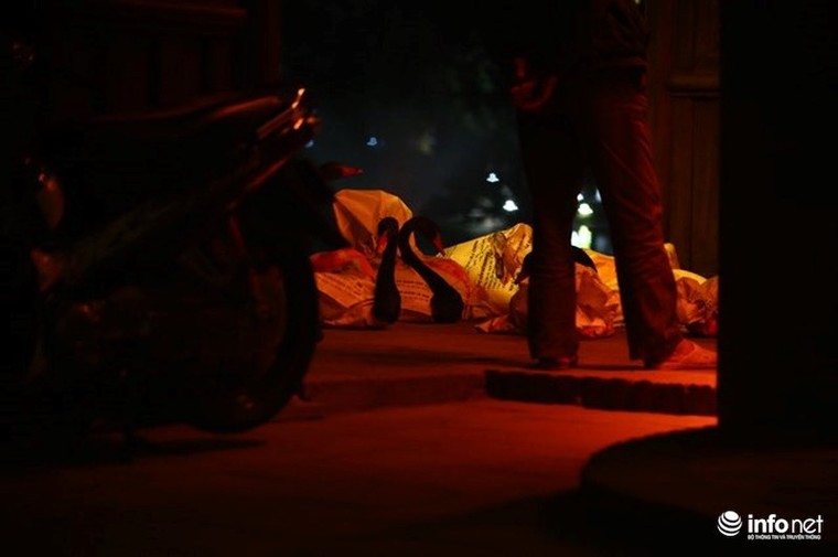 Bầy thiên nga thả thử nghiệm trên hồ Gươm nhanh chóng 'chuyển nhà' ảnh 8