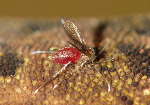 Căn bệnh lạ khiến các chiến binh IS có diện mạo giống xác sống ảnh 1