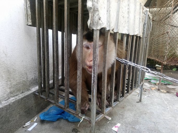 Huế: Cộng đồng mạng gom tiền giải cứu một cá thể khỉ đuôi lợn ảnh 1