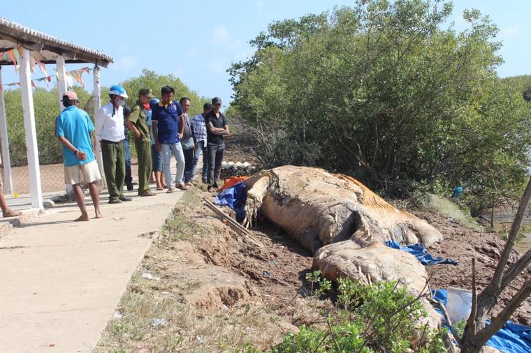 Bạc Liêu: Xác cá voi nặng 10 tấn trôi dạt vào bờ ảnh 1