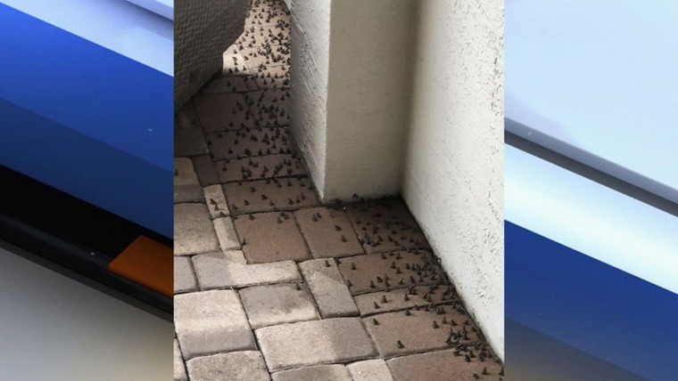 Cóc độc xâm chiếm vùng ngoại ô bang Florida của Mỹ ảnh 2