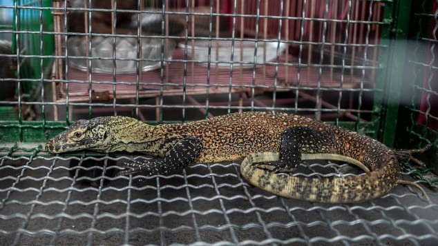 Indonesia sẽ đóng cửa đảo Komodo trong vòng 1 năm ảnh 1