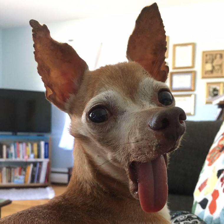 Lộ diện chú chó xấu nhất thế giới ảnh 2