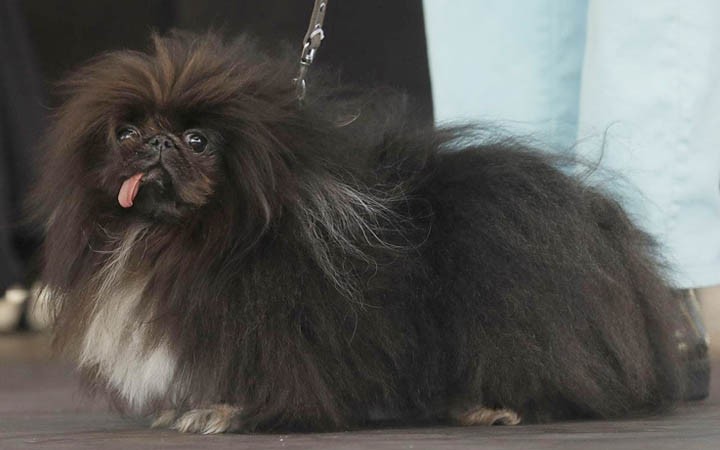 Lộ diện chú chó xấu nhất thế giới ảnh 1