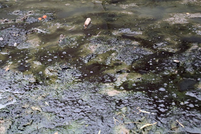 Nước sông Tô Lịch trong nhìn thấy đáy nhờ công nghệ Nhật Bản ảnh 4