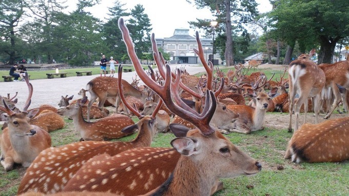 Hươu thần Nhật Bản tử vong do ăn túi nylon ảnh 2