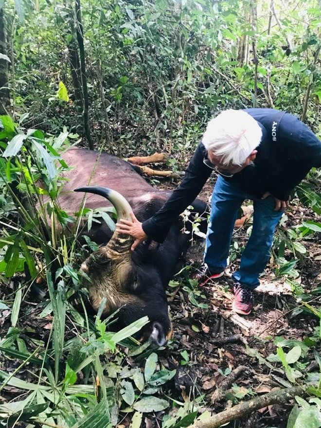 Phát hiện thi thể bò tót nặng 800kg tại Đồng Nai ảnh 1