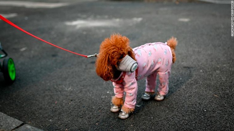 Tại sao chó, mèo không thể nhiễm Covid-19? ảnh 1