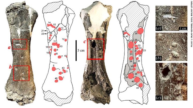 Quái thú tiền sử có lực cắn lớn nhất thế giới động vật ảnh 1