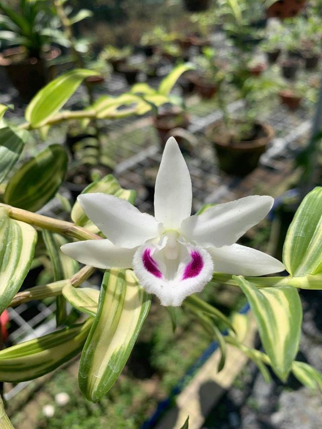 Lan tiền tỷ, ảo ở đâu, thật chỗ nào? ảnh 1