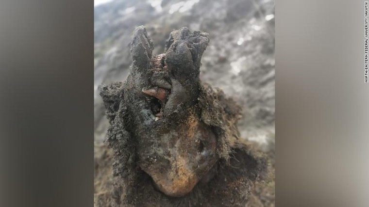 Phát hiện xác gấu hang động hơn 20.000 năm tuổi ảnh 1