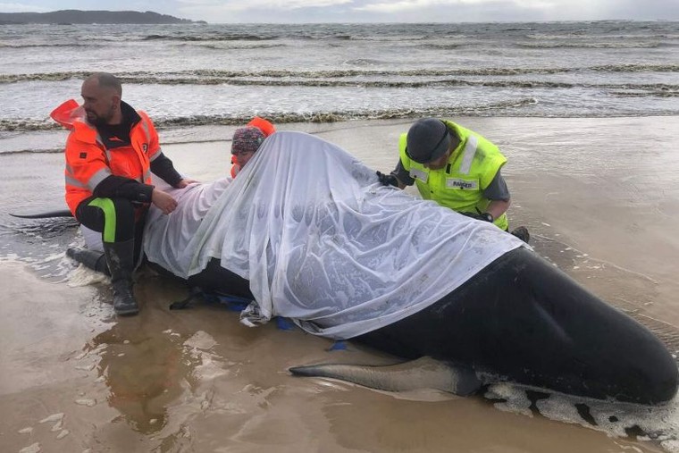 Australia xử lý hàng trăm xác cá voi mắc cạn ảnh 1