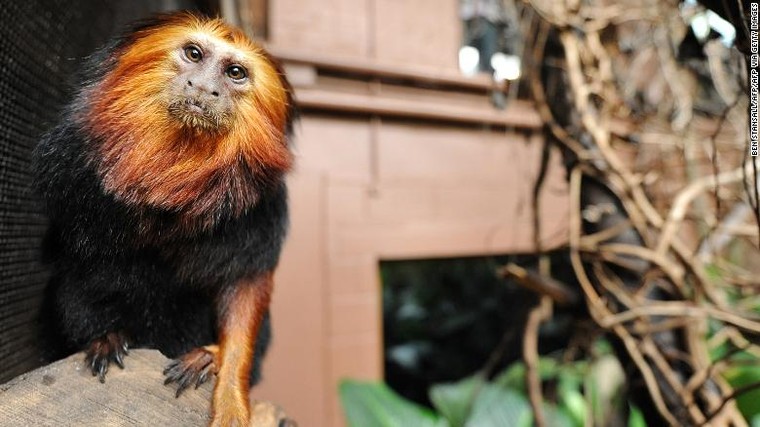 Những loài động vật thoát tuyệt chủng nhờ nuôi nhốt ảnh 2