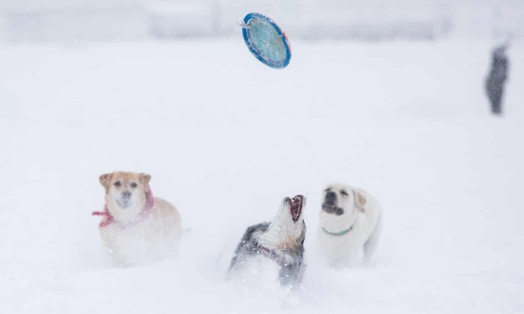 Miền Đông nước Mỹ đón bão tuyết kỷ lục ảnh 1