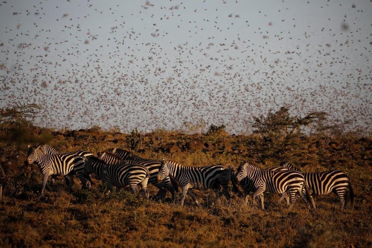 Nông dân Kenya hưởng lợi từ 'mưa' châu chấu' ảnh 1