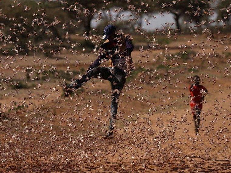 Nông dân Kenya hưởng lợi từ 'mưa' châu chấu' ảnh 4