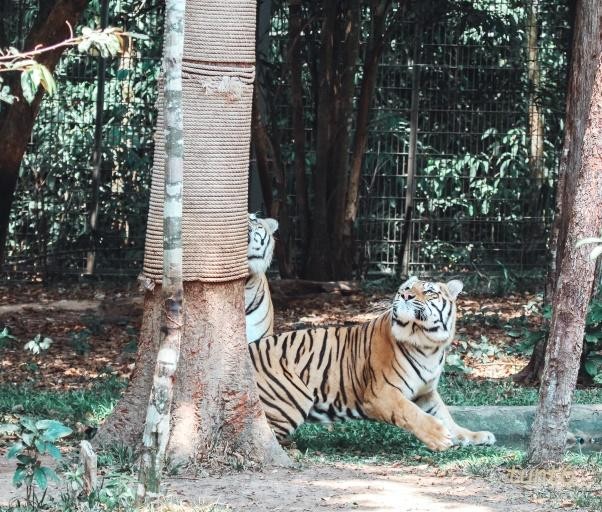 24 giờ của 'bố hổ, mẹ sư tử' ngoài đời tại Vinpearl Safari ảnh 6