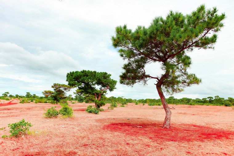 Cuộc 'đại di cư' về Tây Nguyên của các ông lớn bất động sản, khu vực nào là đích đến tiềm năng? ảnh 2