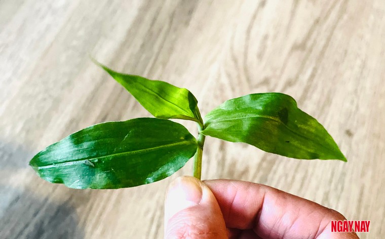 Nhật ký 99 ngày xuyên Việt: Chuyện về những chiếc lá trong vườn người Thái ảnh 7