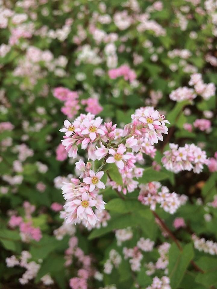 Khám phá đồi hoa tam giác mạch lớn nhất Sa Pa ảnh 2