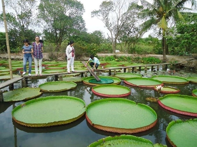 Chùa Lá Sen - điểm đến hot nhất miền Tây mùa nước nổi ảnh 4