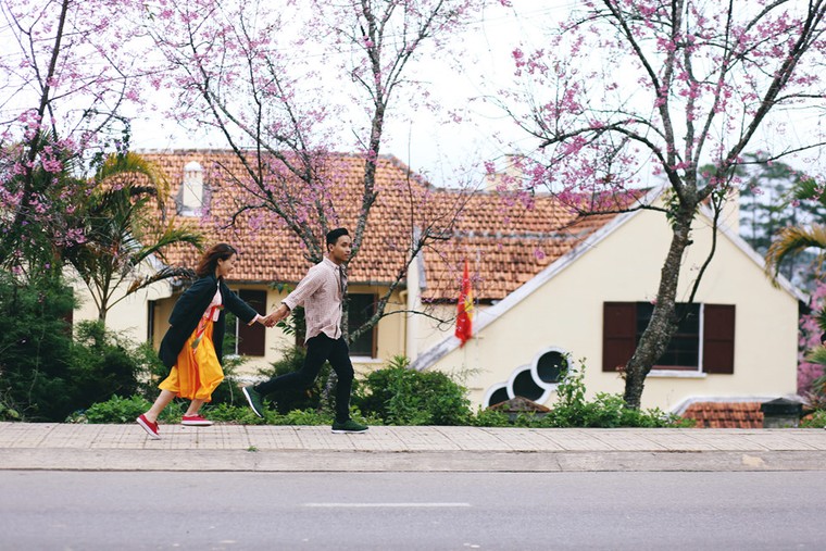 Hoa mai anh đào xuất hiện khắp Đà Lạt ảnh 3