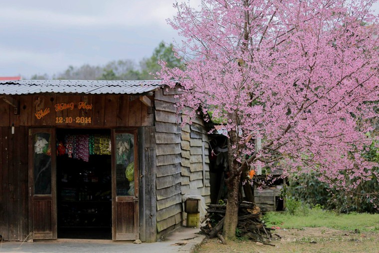 Hoa mai anh đào xuất hiện khắp Đà Lạt ảnh 4