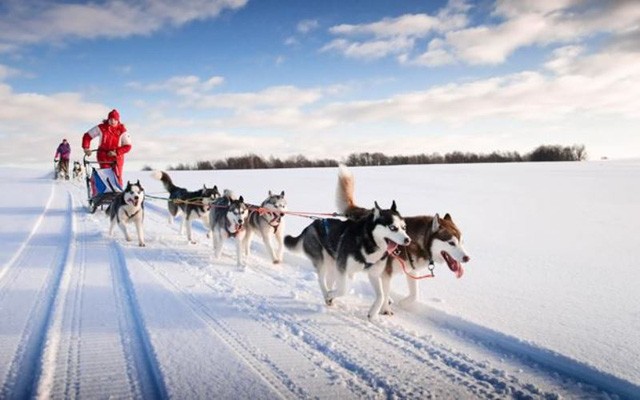 Xe chó kéo - Dịch vụ du lịch siêu 'hot' ở Nga ảnh 5