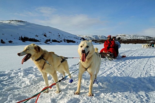 Xe chó kéo - Dịch vụ du lịch siêu 'hot' ở Nga ảnh 6