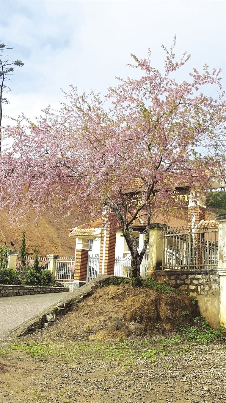 Đà Lạt 'đốn tim' du khách trong mùa hoa mai anh đào ảnh 2