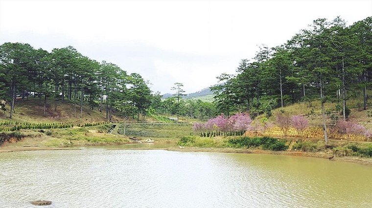 Đà Lạt 'đốn tim' du khách trong mùa hoa mai anh đào ảnh 3