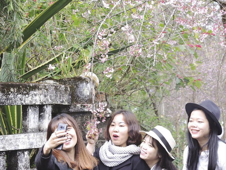 Đà Lạt 'đốn tim' du khách trong mùa hoa mai anh đào ảnh 4