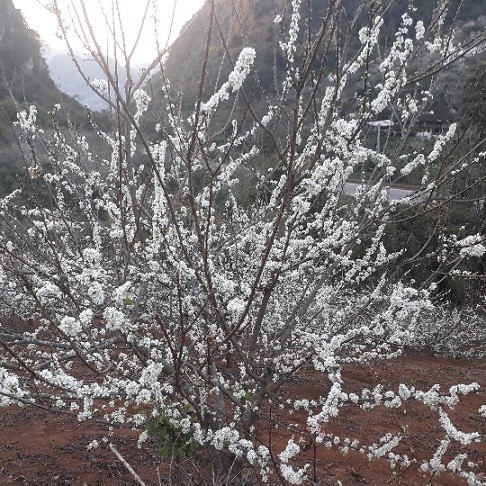 Ngắm hoa mận Sơn La nở trắng đồi ảnh 1