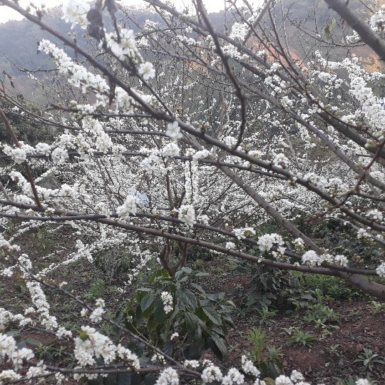 Ngắm hoa mận Sơn La nở trắng đồi ảnh 2