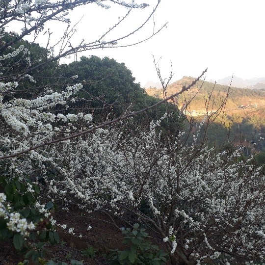 Ngắm hoa mận Sơn La nở trắng đồi ảnh 4