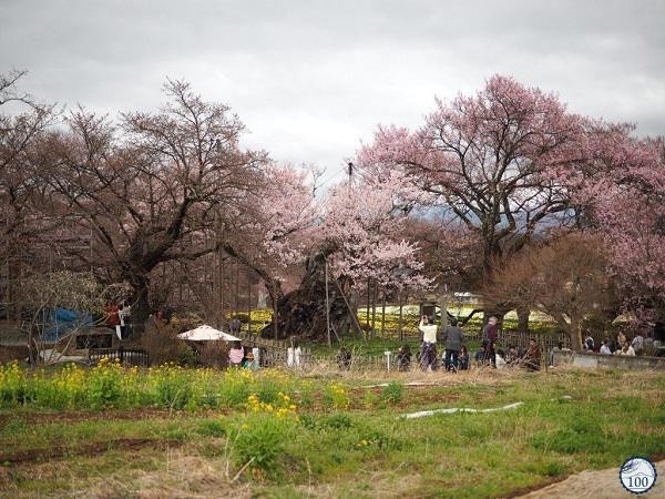 Cây anh đào khổng lồ đẹp nhất thế giới được xem như báu vật của Nhật Bản ảnh 4