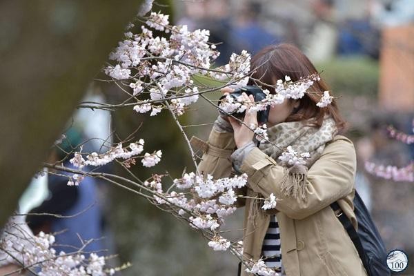 Cây anh đào khổng lồ đẹp nhất thế giới được xem như báu vật của Nhật Bản ảnh 5