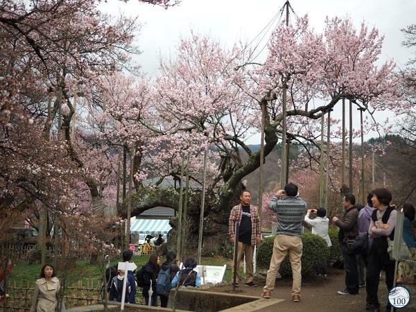 Cây anh đào khổng lồ đẹp nhất thế giới được xem như báu vật của Nhật Bản ảnh 6